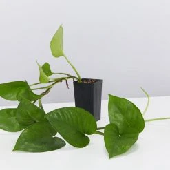 Indoor Garden Pothos Mixed Houseplant Pack 85mm Plant Packs 14 Indoor Garden Pothos Mixed Houseplant Pack 85mm Plant Packs