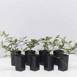 Shrubs Japanese Star Jasmine