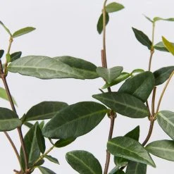 Shrubs Japanese Star Jasmine