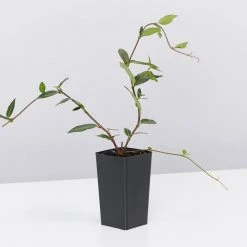 Shrubs Japanese Star Jasmine