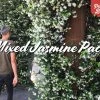 Shrubs Ground Covers Mixed Jasmine Pack