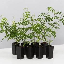 Shrubs Jasmine Polyanthum Pink Jasmine Climber Pack Ground Covers