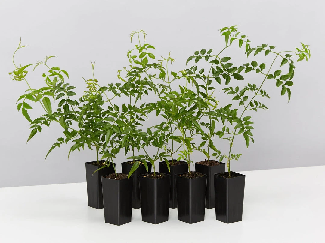 Shrubs Jasmine Polyanthum Pink Jasmine Climber Pack Ground Covers 3 Shrubs Jasmine Polyanthum Pink Jasmine Climber Pack Ground Covers