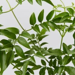 Shrubs Jasmine Polyanthum Pink Jasmine Climber Pack Ground Covers 14 Shrubs Jasmine Polyanthum Pink Jasmine Climber Pack Ground Covers