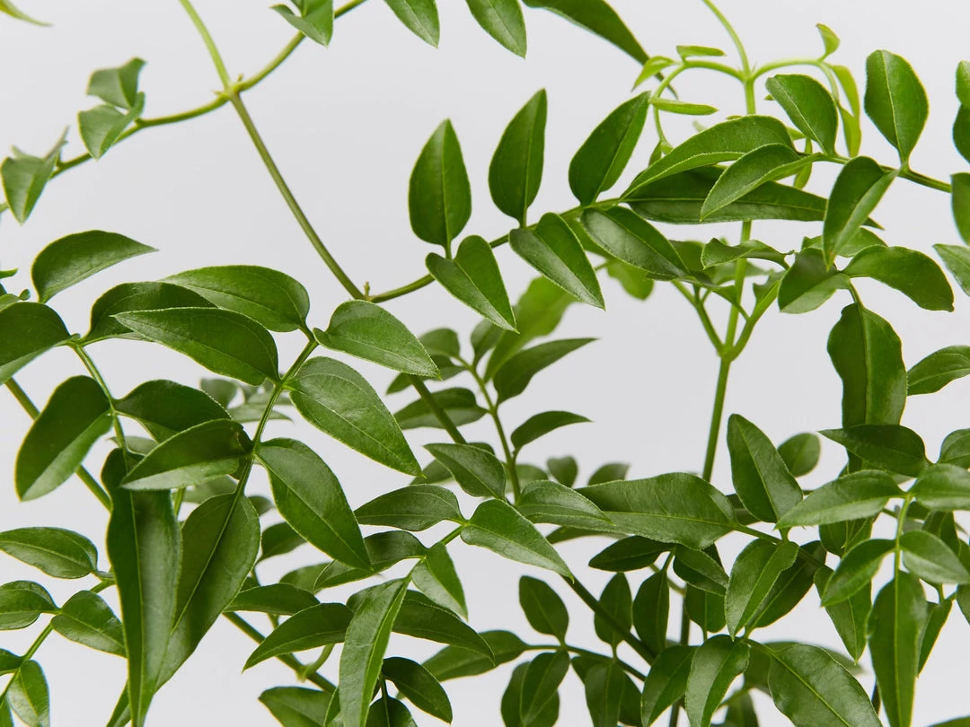 Shrubs Jasmine Polyanthum Pink Jasmine Climber Pack Ground Covers 8 Shrubs Jasmine Polyanthum Pink Jasmine Climber Pack Ground Covers