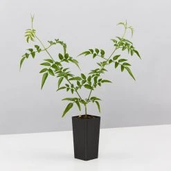 Shrubs Jasmine Polyanthum Pink Jasmine Climber Pack Ground Covers 11 Shrubs Jasmine Polyanthum Pink Jasmine Climber Pack Ground Covers