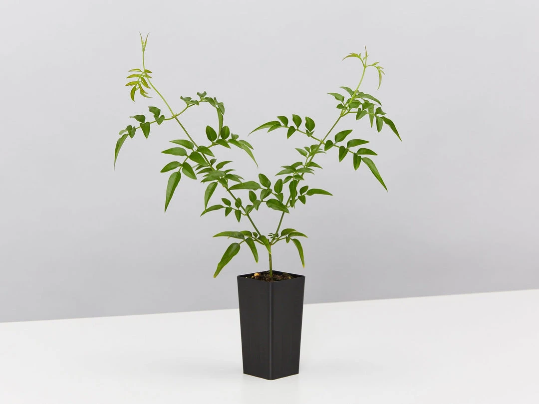 Shrubs Jasmine Polyanthum Pink Jasmine Climber Pack Ground Covers 5 Shrubs Jasmine Polyanthum Pink Jasmine Climber Pack Ground Covers