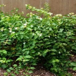 Shrubs Full Sun Jasminum 'Grand Duke Of Tuscany' 8 Shrubs Full Sun Jasminum 'Grand Duke Of Tuscany'