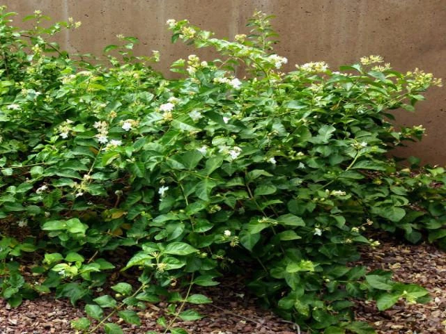 Shrubs Full Sun Jasminum 'Grand Duke Of Tuscany' 5 Shrubs Full Sun Jasminum 'Grand Duke Of Tuscany'