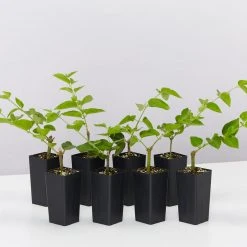 Shrubs Jasminum Sambac "Arabian Jasmine" Full Sun