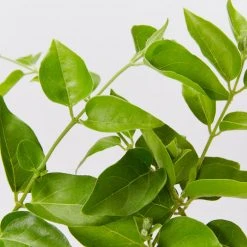 Shrubs Jasminum Sambac