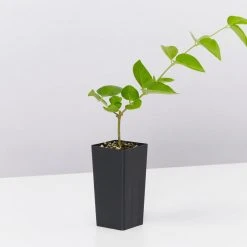 Shrubs Jasminum Sambac