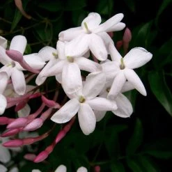 Shrubs Jasmine Polyanthum Pink Jasmine Climber Pack Ground Covers 13 Shrubs Jasmine Polyanthum Pink Jasmine Climber Pack Ground Covers