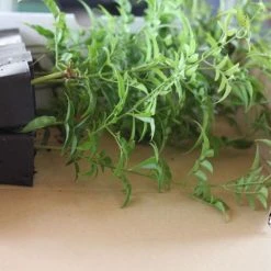 Shrubs Jasmine Polyanthum Pink Jasmine Climber Pack Ground Covers 12 Shrubs Jasmine Polyanthum Pink Jasmine Climber Pack Ground Covers