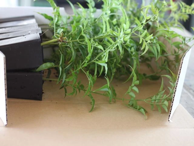 Shrubs Jasmine Polyanthum Pink Jasmine Climber Pack Ground Covers 6 Shrubs Jasmine Polyanthum Pink Jasmine Climber Pack Ground Covers