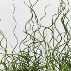 Indoor Garden Juncus Effusus Spiralis Border Plants