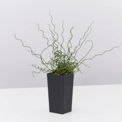 Indoor Garden Juncus Effusus Spiralis Border Plants