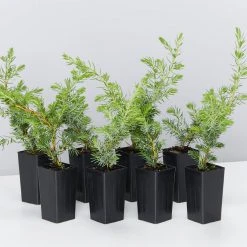 Shrubs Ground Covers Juniperus Conferta