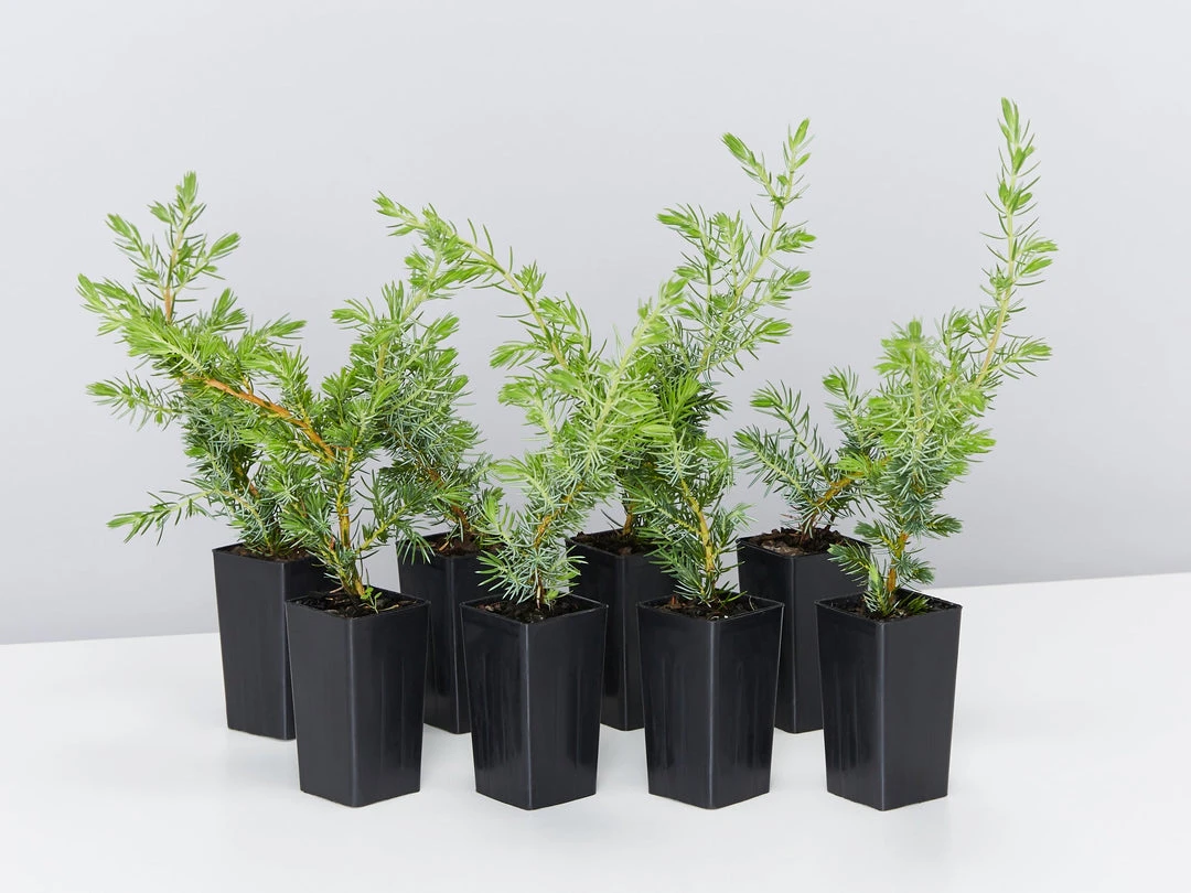 Shrubs Ground Covers Juniperus Conferta 3 Shrubs Ground Covers Juniperus Conferta