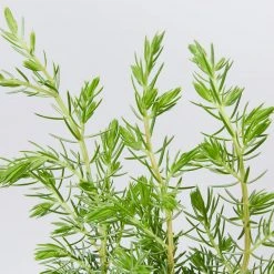 Shrubs Ground Covers Juniperus Conferta