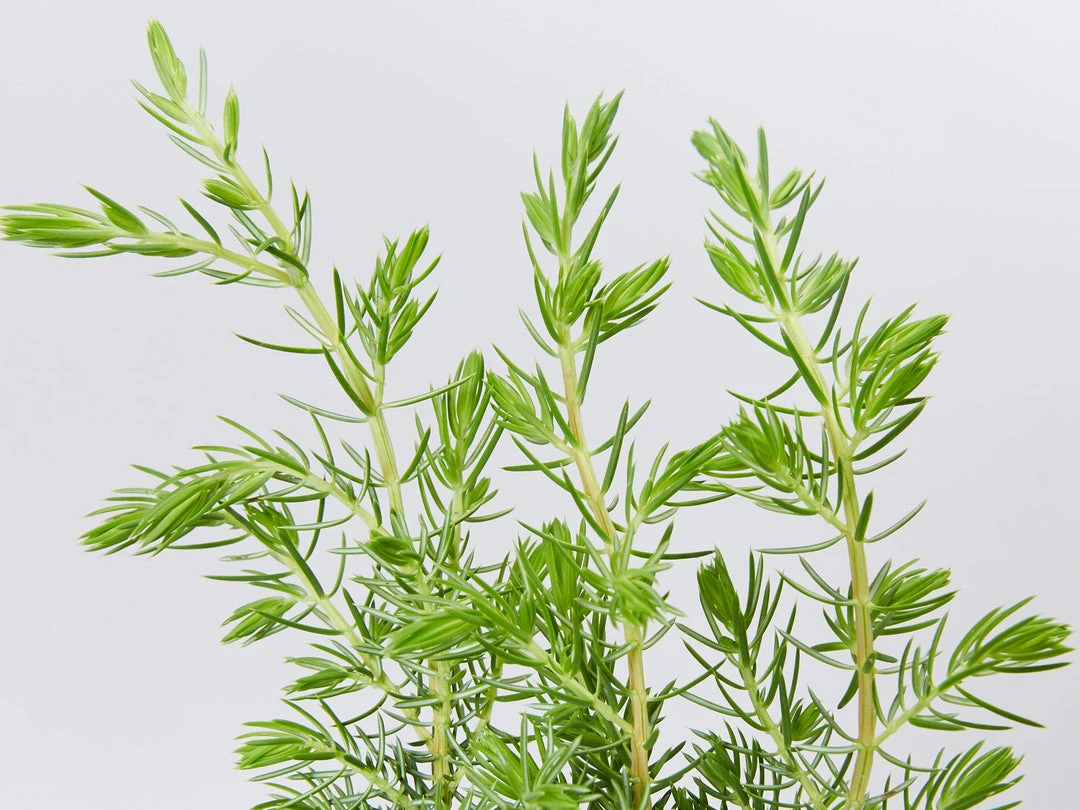 Shrubs Ground Covers Juniperus Conferta 4 Shrubs Ground Covers Juniperus Conferta