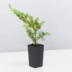 Shrubs Ground Covers Juniperus Conferta 9 Shrubs Ground Covers Juniperus Conferta