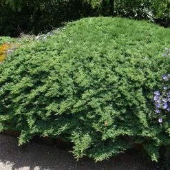 Shrubs Juniperus Procumbens Nana