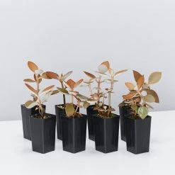 Succulents Kalanchoe Orgyalis