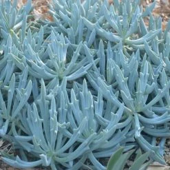 Succulents Senecio Trident Blue Succulent Pack