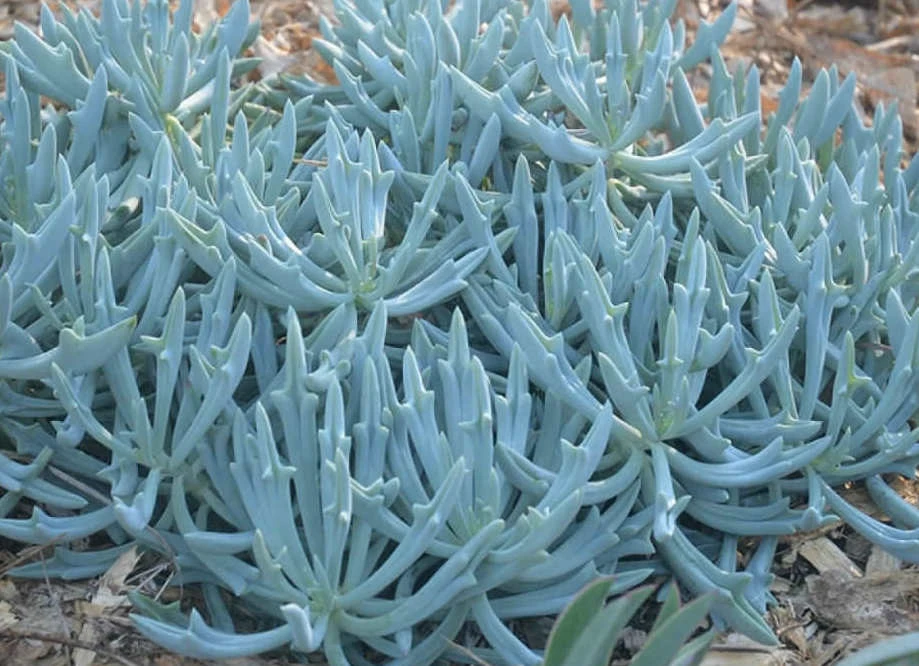 Succulents Senecio Trident Blue Succulent Pack 4 Succulents Senecio Trident Blue Succulent Pack