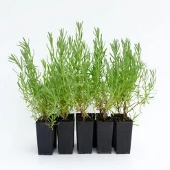 Shrubs Lavender Avonview