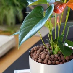 LECA - Canna Aqua Clay Balls 1L Bags Outdoor Accessories