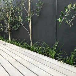 Shrubs Border Plants Liriope Evergreen Giant Plant (Grass-Like) Packs 12 Shrubs Border Plants Liriope Evergreen Giant Plant (Grass-Like) Packs