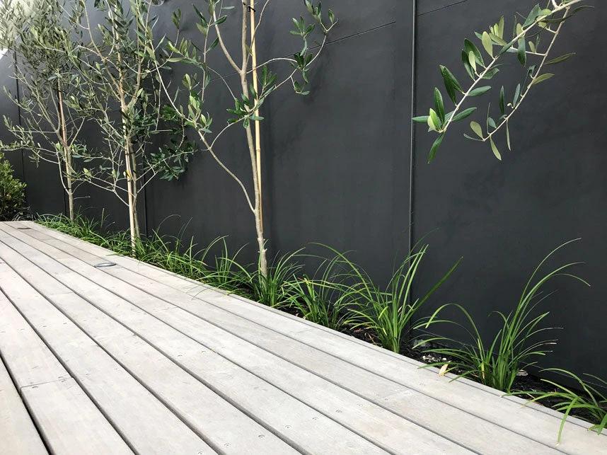 Shrubs Border Plants Liriope Evergreen Giant Plant (Grass-Like) Packs 6 Shrubs Border Plants Liriope Evergreen Giant Plant (Grass-Like) Packs