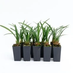 Shrubs Liriope Muscari Samantha