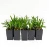 Shrubs Liriope Muscari 'Royal Purple' Border Plants