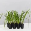 Ozbreed Lomandra Hystrix 'Tropic Cascade' Pbr 2 Ozbreed Lomandra Hystrix 'Tropic Cascade' Pbr