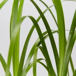 Ozbreed Lomandra Hystrix 'Tropic Cascade' Pbr