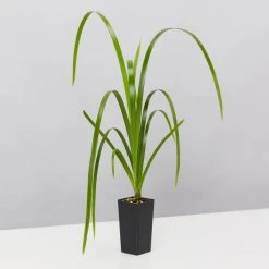 Ozbreed Lomandra Hystrix 'Tropic Cascade' Pbr