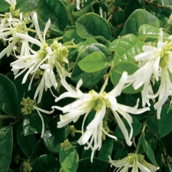 Hedge Loropetalum Chinense Bobz White (dwarf)
