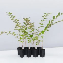 Shrubs Crepe Myrtle (Lagerstroemia Acoma)