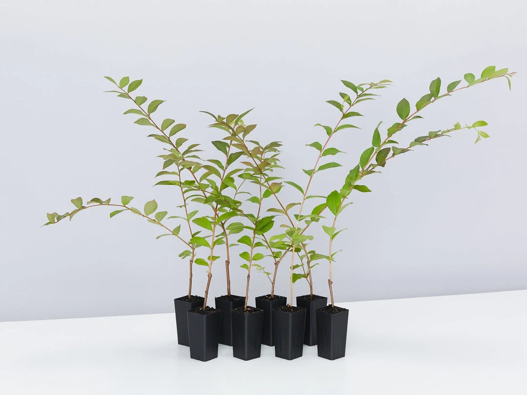 Shrubs Crepe Myrtle (Lagerstroemia Acoma) 3 Shrubs Crepe Myrtle (Lagerstroemia Acoma)