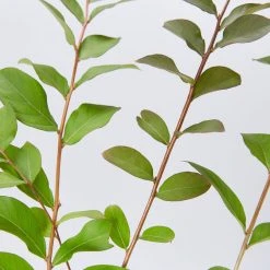 Shrubs Crepe Myrtle (Lagerstroemia Acoma) 9 Shrubs Crepe Myrtle (Lagerstroemia Acoma)