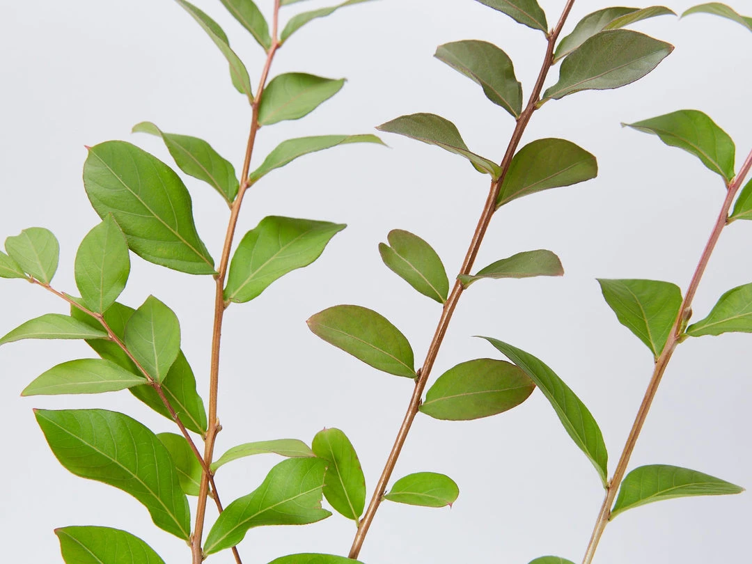 Shrubs Crepe Myrtle (Lagerstroemia Acoma) 5 Shrubs Crepe Myrtle (Lagerstroemia Acoma)