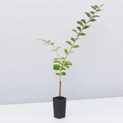 Shrubs Crepe Myrtle (Lagerstroemia Acoma) 10 Shrubs Crepe Myrtle (Lagerstroemia Acoma)