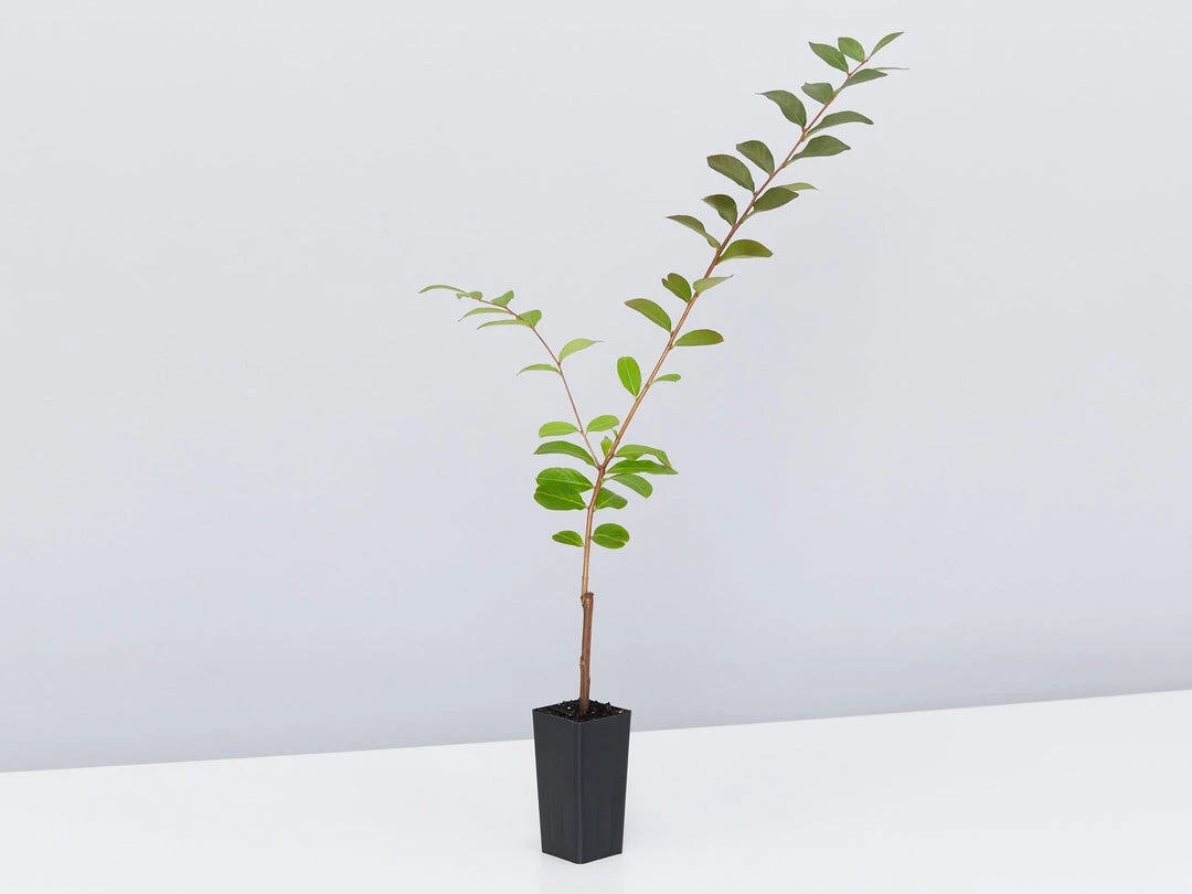 Shrubs Crepe Myrtle (Lagerstroemia Acoma) 6 Shrubs Crepe Myrtle (Lagerstroemia Acoma)