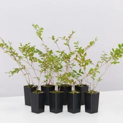 Shrubs Full Sun Lagerstroemia Indica Infinitini Orchid