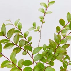 Shrubs Full Sun Lagerstroemia Indica Infinitini Orchid