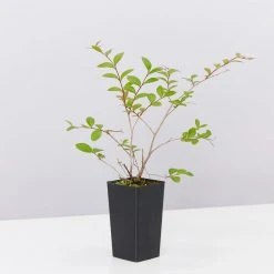 Shrubs Full Sun Lagerstroemia Indica Infinitini Orchid