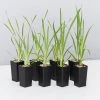 Shrubs Lomandra Longifolia Mat Rush